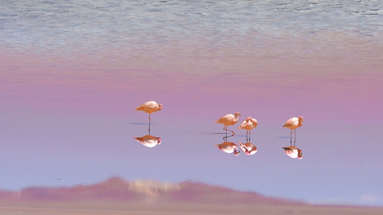 Sinos Hensel nuotr. Kolorados lagūna, Atakamos dykuma, 2023. Kolorados lagūnoje auga mikrodumblis Dunaliella salina, kuris paprastai būna žalias, tačiau reaguodamas į aplinkos stresą išskiria ryškiai raudonus pigmentus.